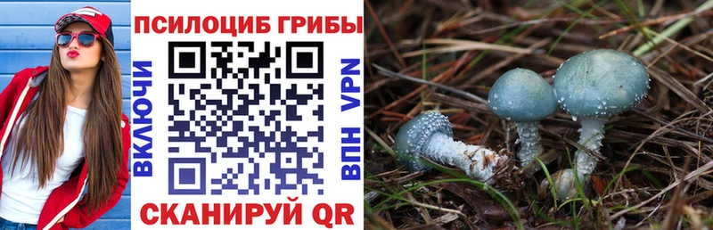 закладка  Щёлково  Псилоцибиновые грибы Magic Shrooms 